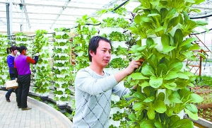桂花树如何进行科学栽培与管理，才能确保其健康生长并提高产量