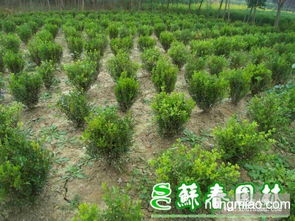 小叶黄杨肥料攻略