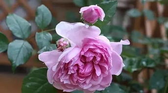 第一款：卡罗拉月季