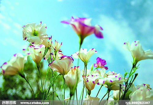 春之花：探寻春季盛开的花朵