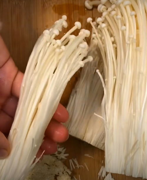 还在买金针菇？不如学学金针菇的根怎么种