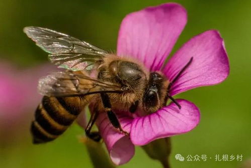虎头蜂做窝风水上，民间有“蜂入宅
