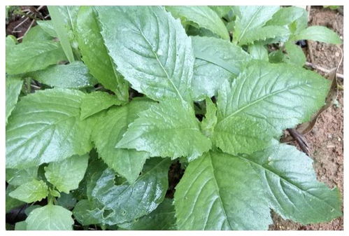 蓝花野茼蒿：有毒