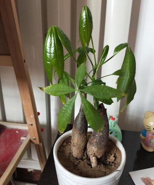 养好发财树，浇水适量