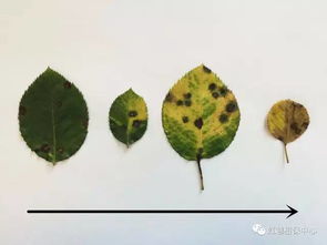 5. 黑斑病来捣乱， 得治治