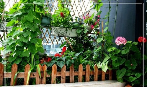 自制天然喷雾， 让蚜虫无处可逃