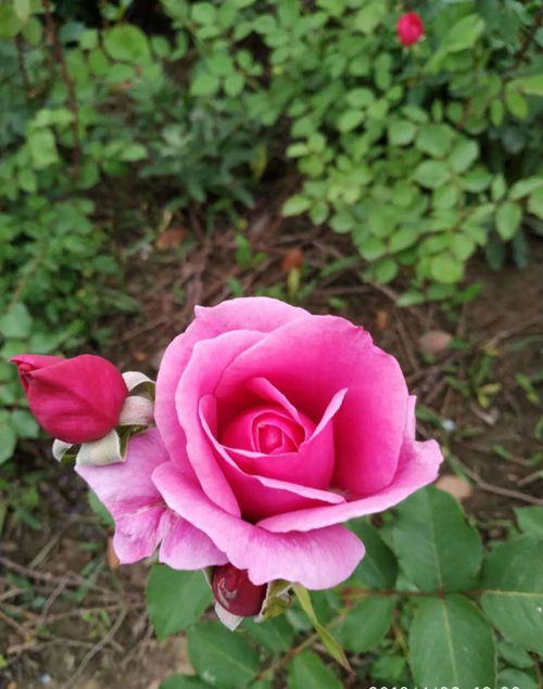 光照不足，叶子也黄