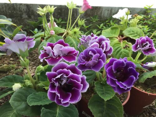 室内养护，我有绝招