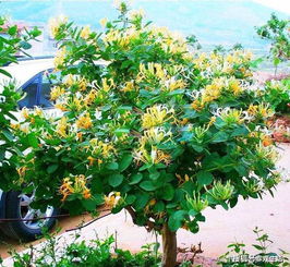 金银花家庭盆栽，易养活