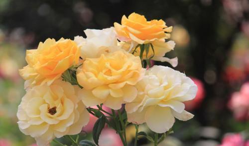 月季抹芽，你真的懂吗？