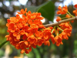 丹桂：香气浓郁，色彩深沉