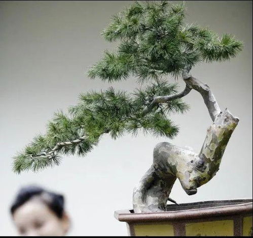 白皮松：树形独特， 生长习性引人注目