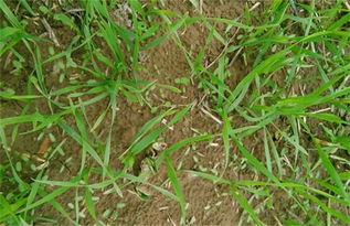 浓度和方法， 不Neng马虎