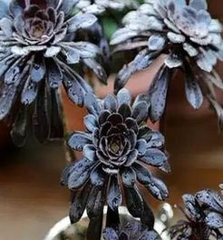 黑魔法师多肉养殖/扦插攻略，轻松繁殖爆红多肉！