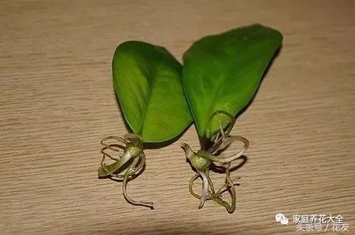 接下来 绿枝扦插的技巧