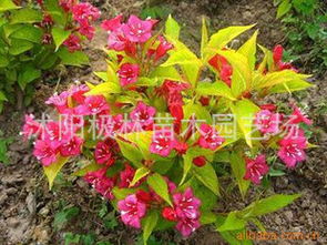 校园花园， 花团锦簇的秘籍