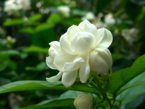 茉莉花谢后如何修剪才能焕发新芽