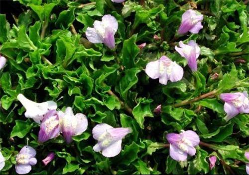 通泉草的生长习性