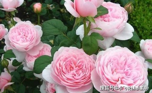 曙光女神月季：优雅， 清丽，美得让人陶醉