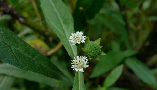 钻叶紫菀：菊科“生态卫士”