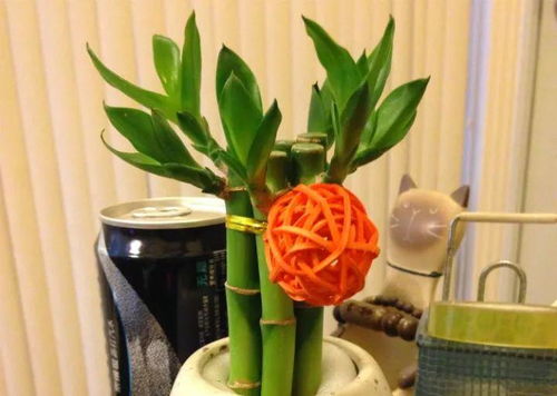 1、 富贵竹：又称“万年竹”，是受欢迎的“摇钱树”，象征招财。