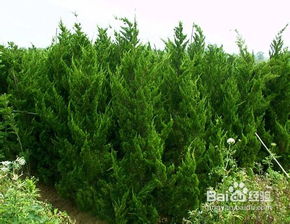 龙柏的形态与习性