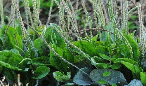 亩产真相：普通农户与实验田的差距
