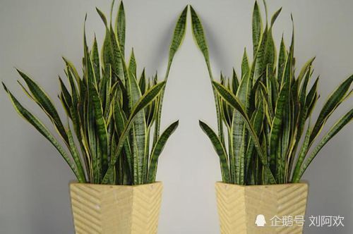 虎皮兰：耐寒的绿植之王