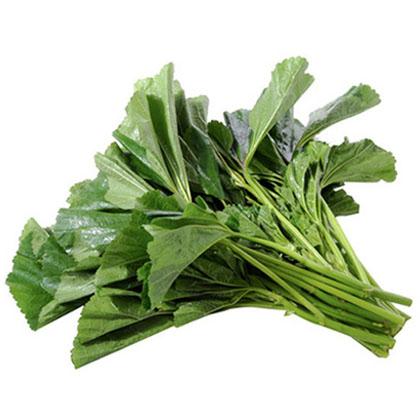 冬寒菜播种时间如何选择，有哪些注意事项才能确保种植成功