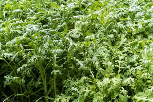 五、 茼蒿的种植时间