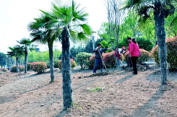 甘肃干旱地区， 耐旱花卉的选择尤为重要