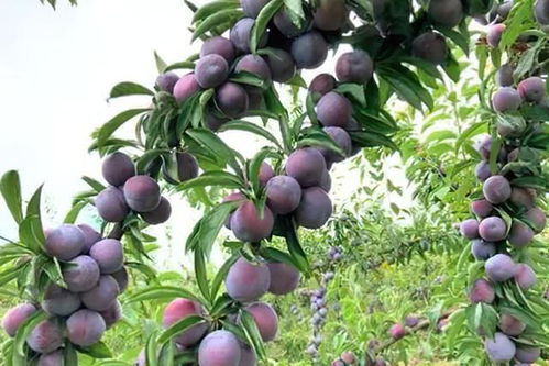 李子7月成熟最好吃？老果农揭秘口感巅峰