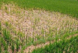 乙草胺：稻田里的“魔法药水”