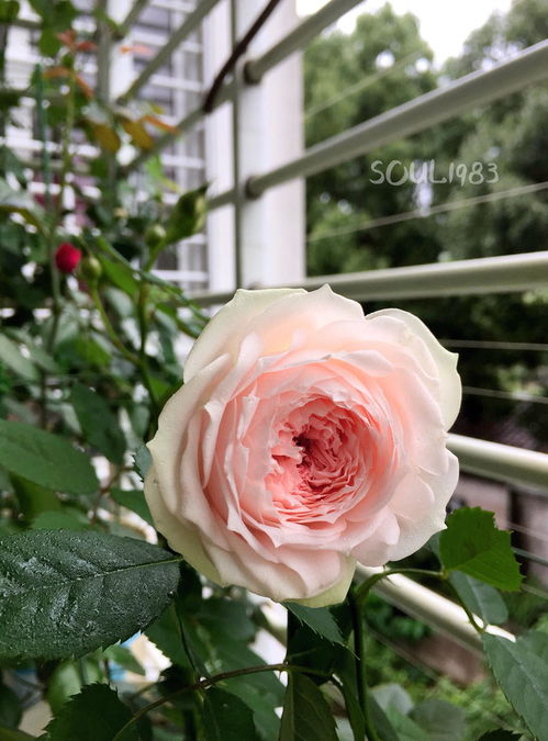 藤本月季几月份种植好？不同季节的种植方法有哪些不同