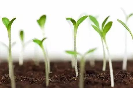 土壤问题：烂根的罪魁祸首