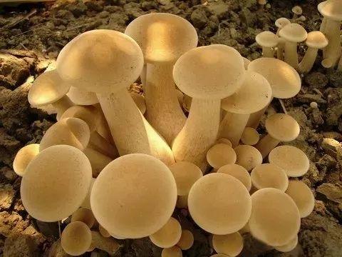 金针菇加工方法多样，包括脱水、速冻、腌制等