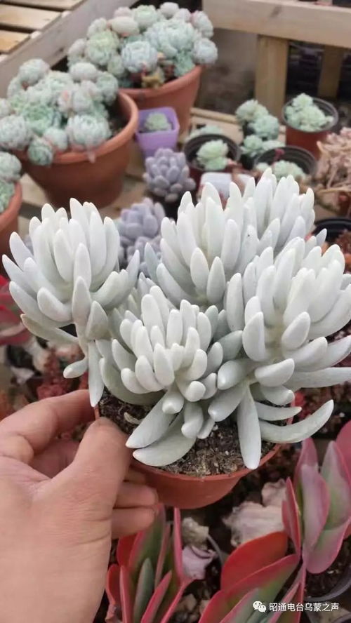 多肉植物的世界，你了解多少？