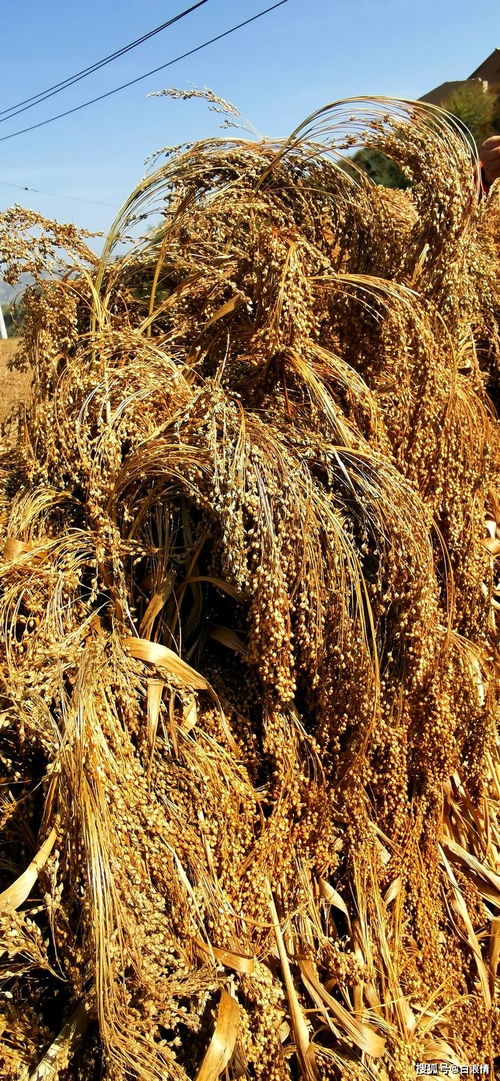 樟子松在北方的适应性