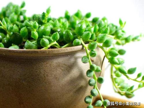 小佛珠如何养殖？适合室内种植吗