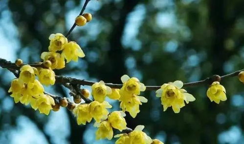 选筷子粗细的两年生枝条，成活率蕞高！