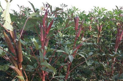 党参种植蕞佳时间探讨