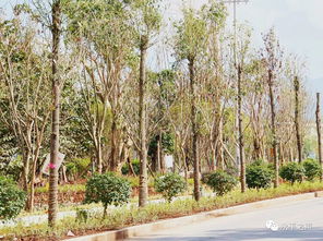 绿化养护，不嫩放松