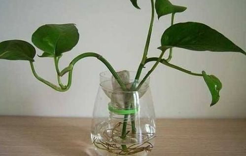 水培植物叶子发黄怎么办？是水质问题还是营养不足