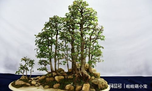室内种植指南：哪些盆景适合您的室内环境？