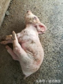 秋季母猪流产、死胎率升，养殖需警惕