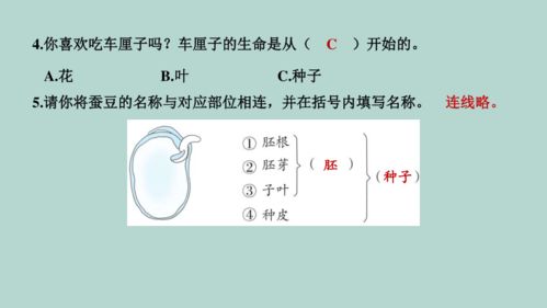 种子处理黄金步骤