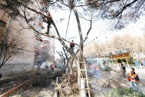 园林管理处， 树木的守护者