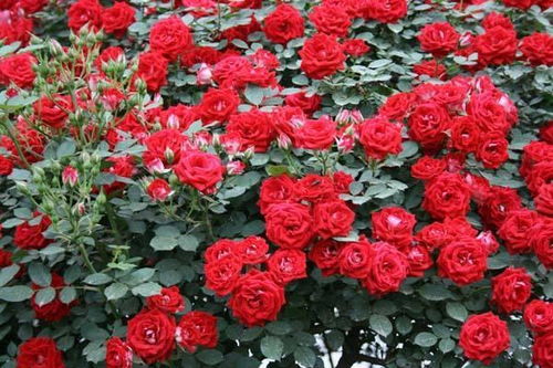 花期多长？种植季节是什么时候？