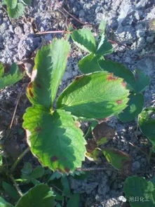 农药这事儿，我得好好问问