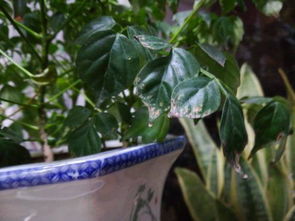 幸福树叶子边缘发黑的原因揭秘